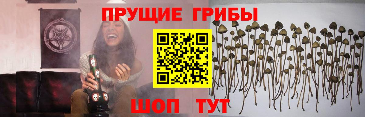 Галлюциногенные грибы Psilocybine cubensis  Вход с VPN  Галлюциногенные грибы мицелий  Кизилюрт 